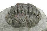 Phacopid (Adrisiops) Trilobite - Jbel Oudriss, Morocco #259597-3